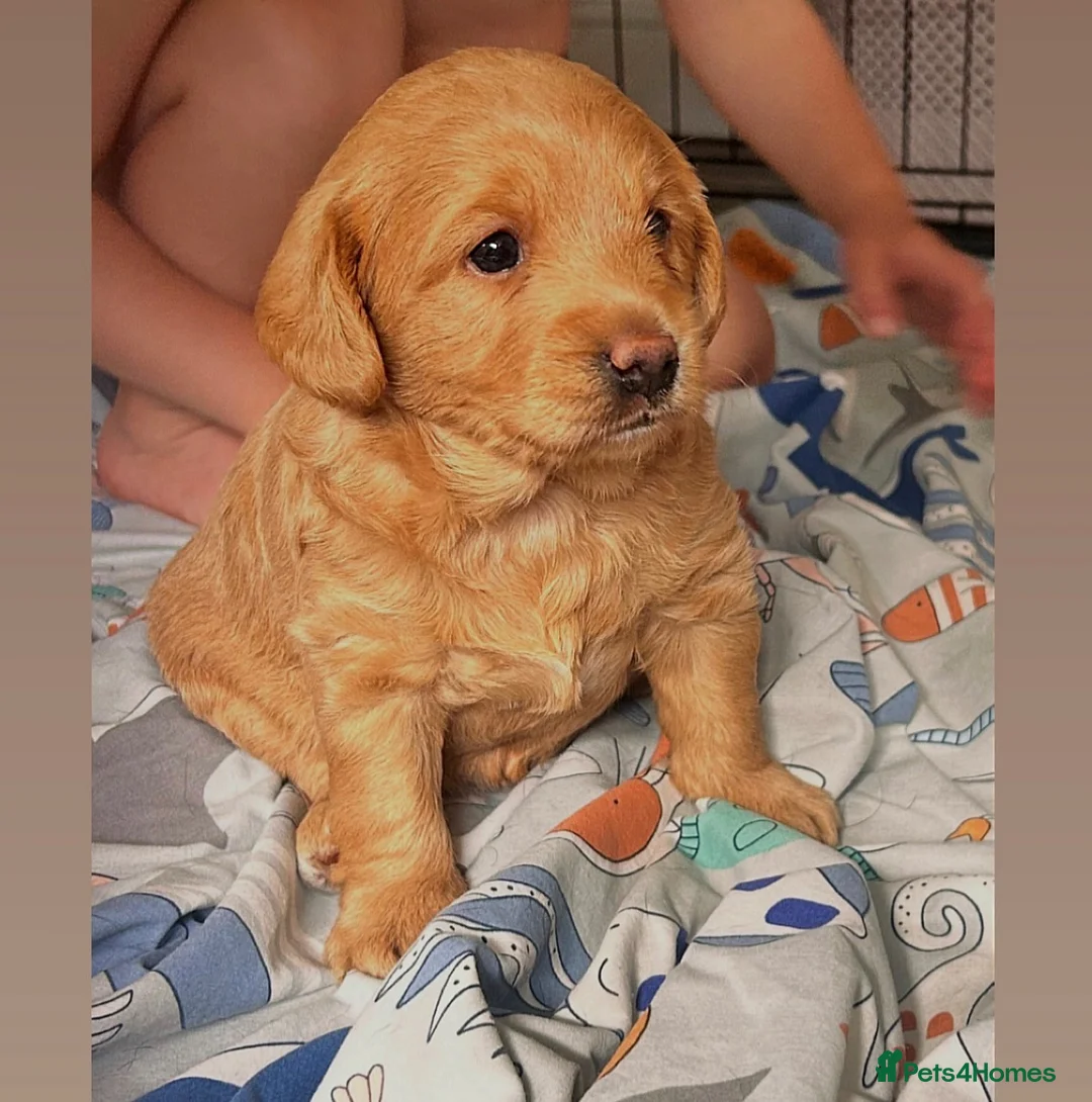 Labradoodle dogs for sale: Toy Labradoodle Girl - Advert 1