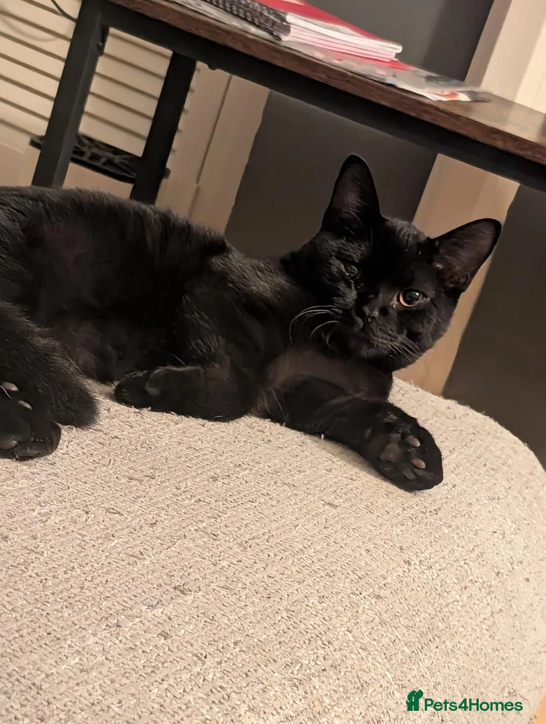Mixed Breed cats for sale: Beautiful kitten for rehoming  - Advert 2