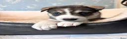 Siberian Husky dogs for sale: Stunning Siberian Huskies  in Sheffield - Advert 25