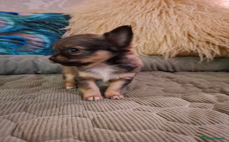 Chihuahua dogs Beautiful full pedigree chihuahua x 1 boy left  - Advert 16