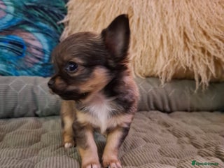 Chihuahua dogs Beautiful full pedigree chihuahua x 1 boy left - Advert 12