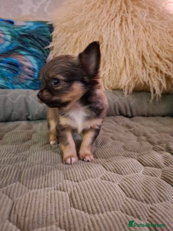 Chihuahua dogs Beautiful full pedigree chihuahua x 1 boy left - Advert 16