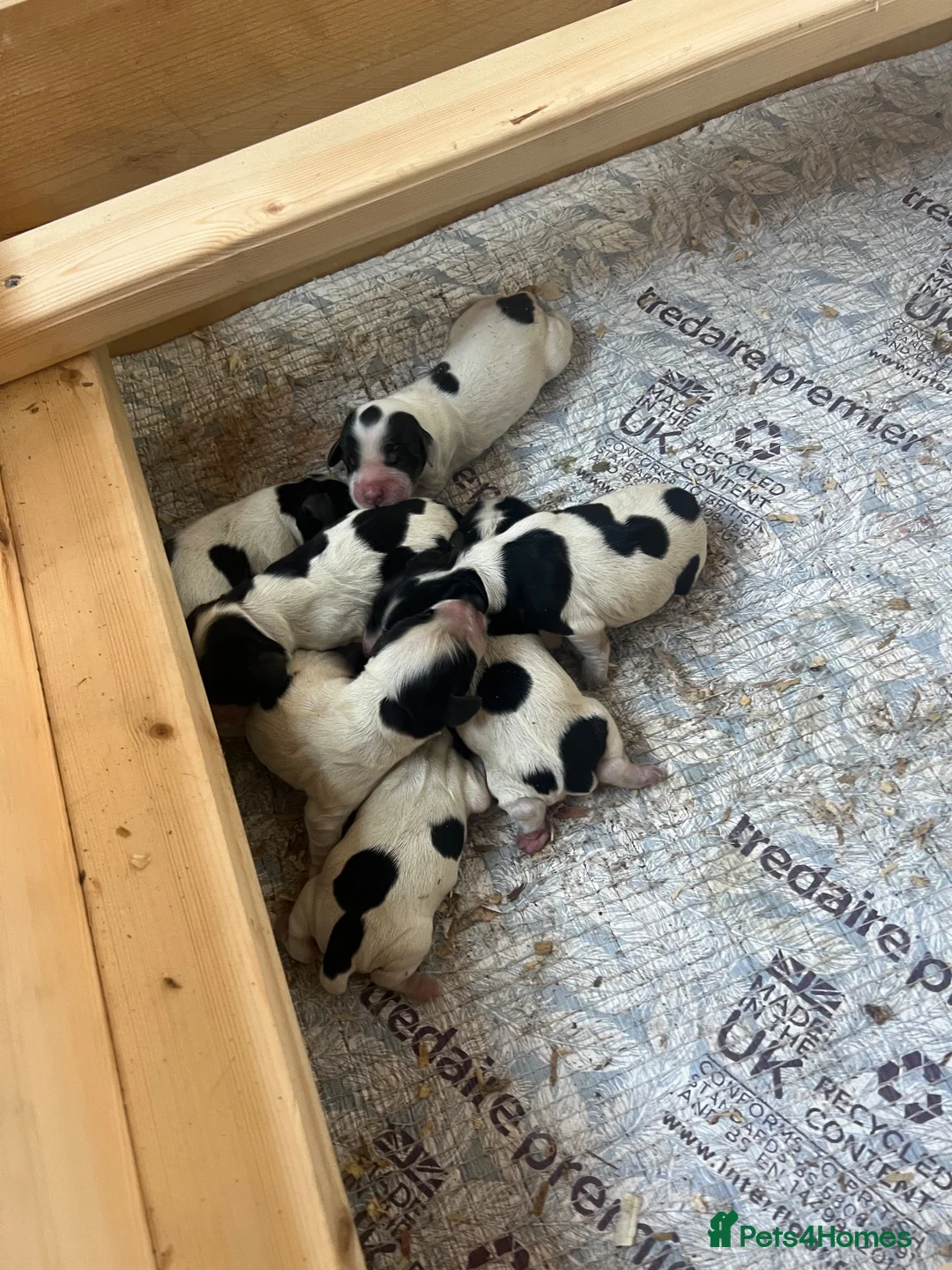 Cocker Spaniel dogs for sale: Cocker spaniel puppies - Advert 7