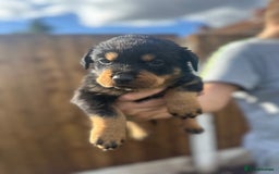 Rottweiler dogs for sale: Rottweiler puppies  - Image 9