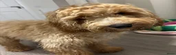 Cockapoo dogs for stud: Cockapoo Stud - Advert 7