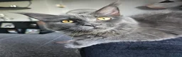Maine Coon cats for sale: Grey female mane coon - Advert 2