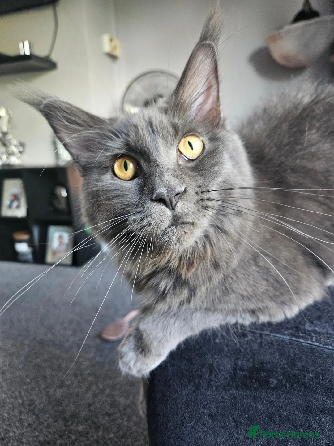 Maine Coon cats for sale: Grey female mane coon - Advert 2