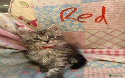 Maine Coon cats for sale: Maine Coon Kittens **READY TO LEAVE** - Image 27