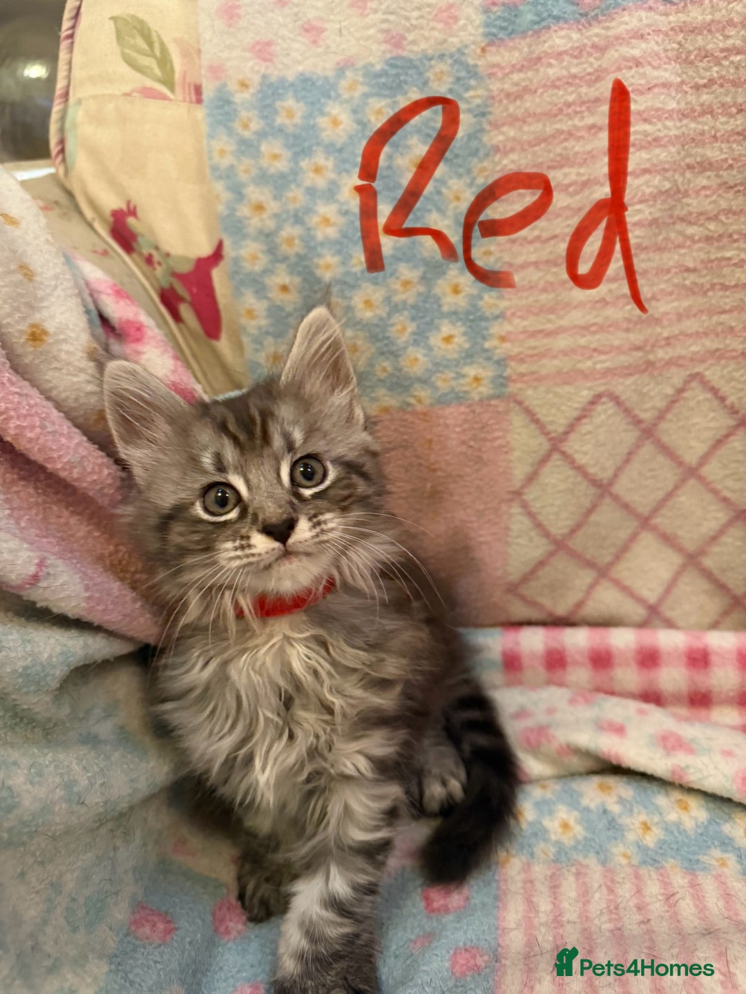 Maine Coon cats for sale: Maine Coon Kittens **READY TO LEAVE** - Image 27