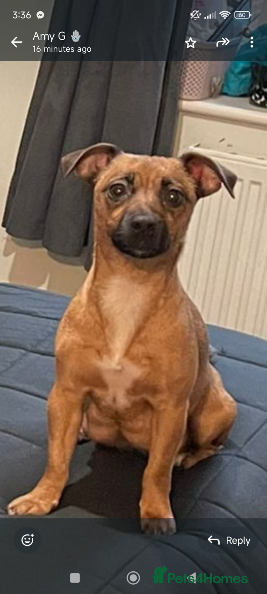 Jack Russell dogs Only 2 left 1 girl 1 boy Miniature Jack Russell  - Advert 1