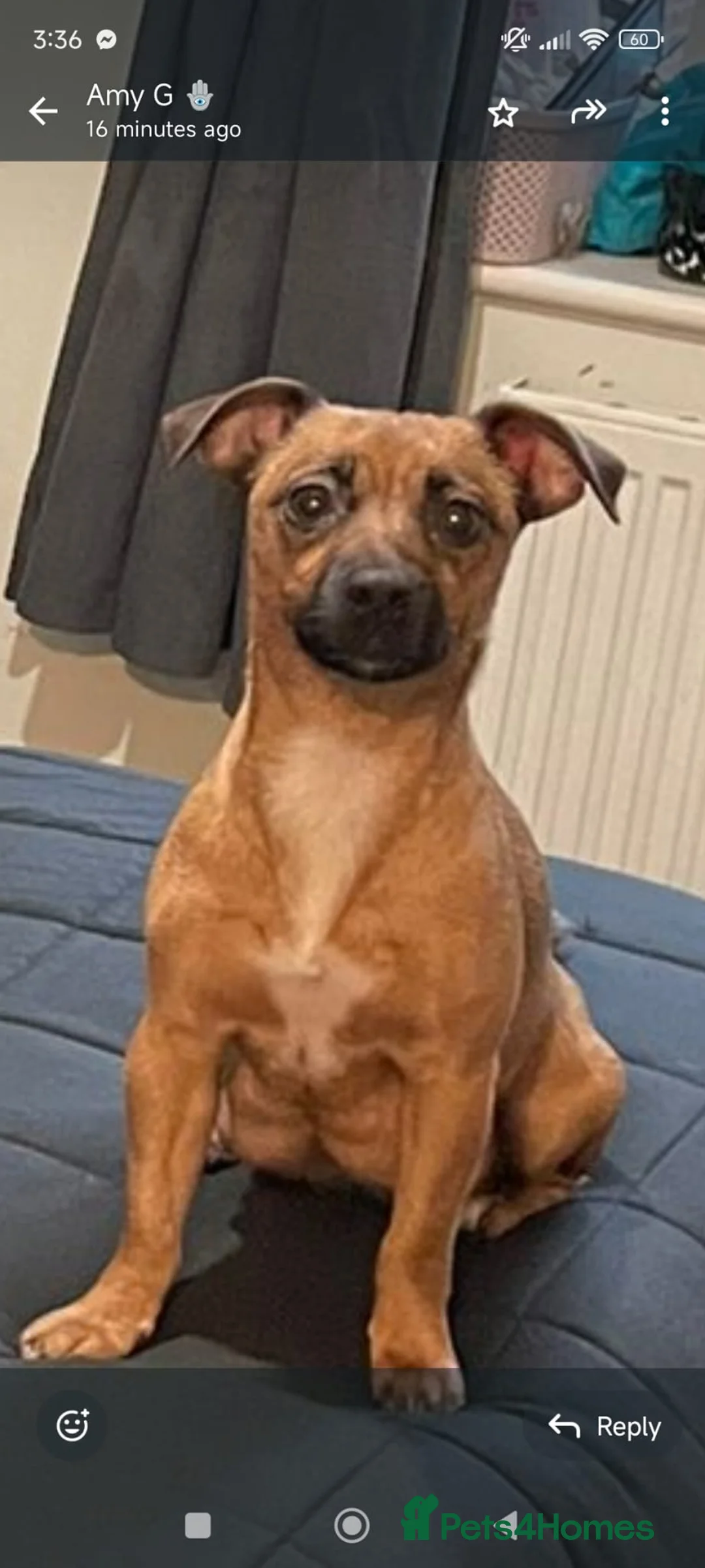 Jack Russell dogs for sale: Only 2 left 1 girl 1 boy Miniature Jack Russell  - Advert 1