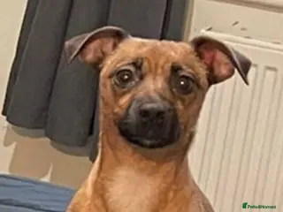 Jack Russell dogs Only 2 left 1 girl 1 boy Miniature Jack Russell - Advert 1