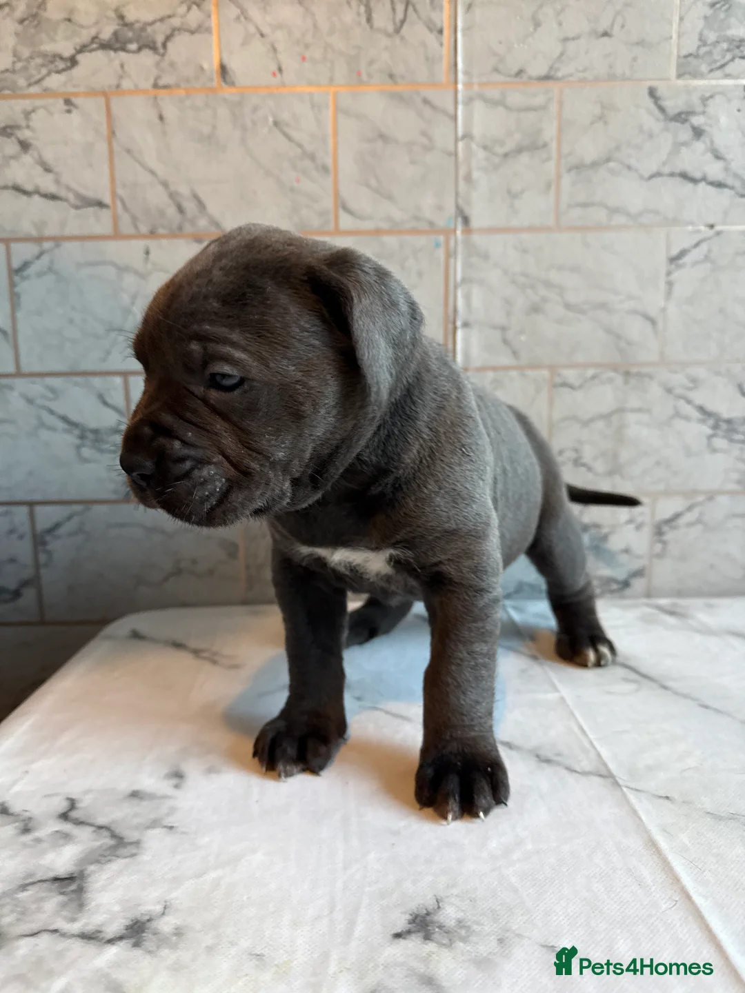 Cane Corso dogs for sale: Cane corso puppies - Advert 13
