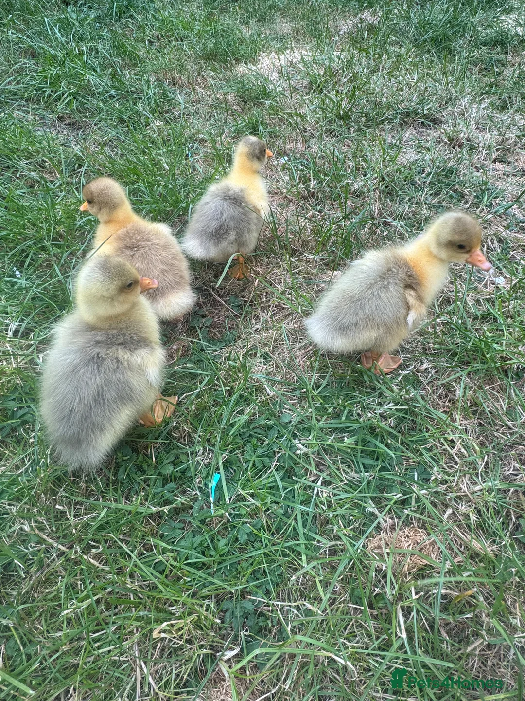 Geese poultry for sale: white sebastopol goslings in Biggleswade - Advert 1