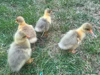 Geese poultry white sebastopol goslings - Advert 2