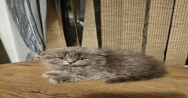 British Shorthair cats British shorthair  - Advert 4