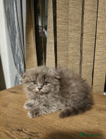 British Shorthair cats British shorthair - Advert 4