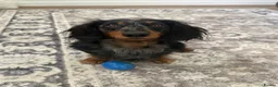 Miniature Dachshund dogs for sale: 2 beautiful miniature dachshunds needing homes  in Musselburgh - Advert 4