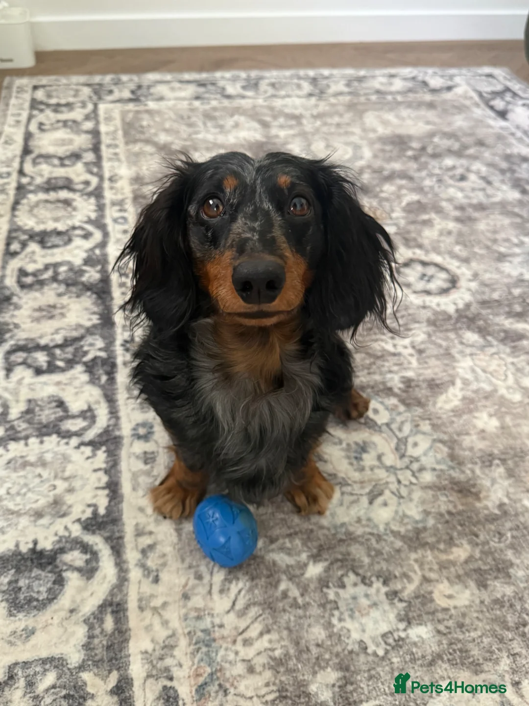 Miniature Dachshund dogs for sale: 2 beautiful miniature dachshunds needing homes  in Musselburgh - Advert 4