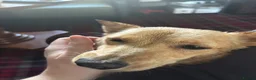 Mixed Breed dogs for adoption: Sensational Sassy in Stalybridge - Advert 8