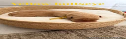 Labrador Retriever dogs for sale: Yellow/dark yellow Labrador pups  - Advert 11