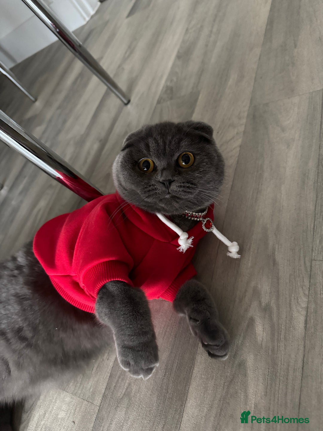Scottish Fold cats for sale: Kitten 🥰 - Image 5