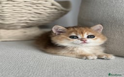 Brazilian Shorthair cats for sale: Golden British Shorthair kittens - Image 25
