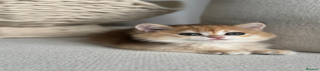 British Kitten 4