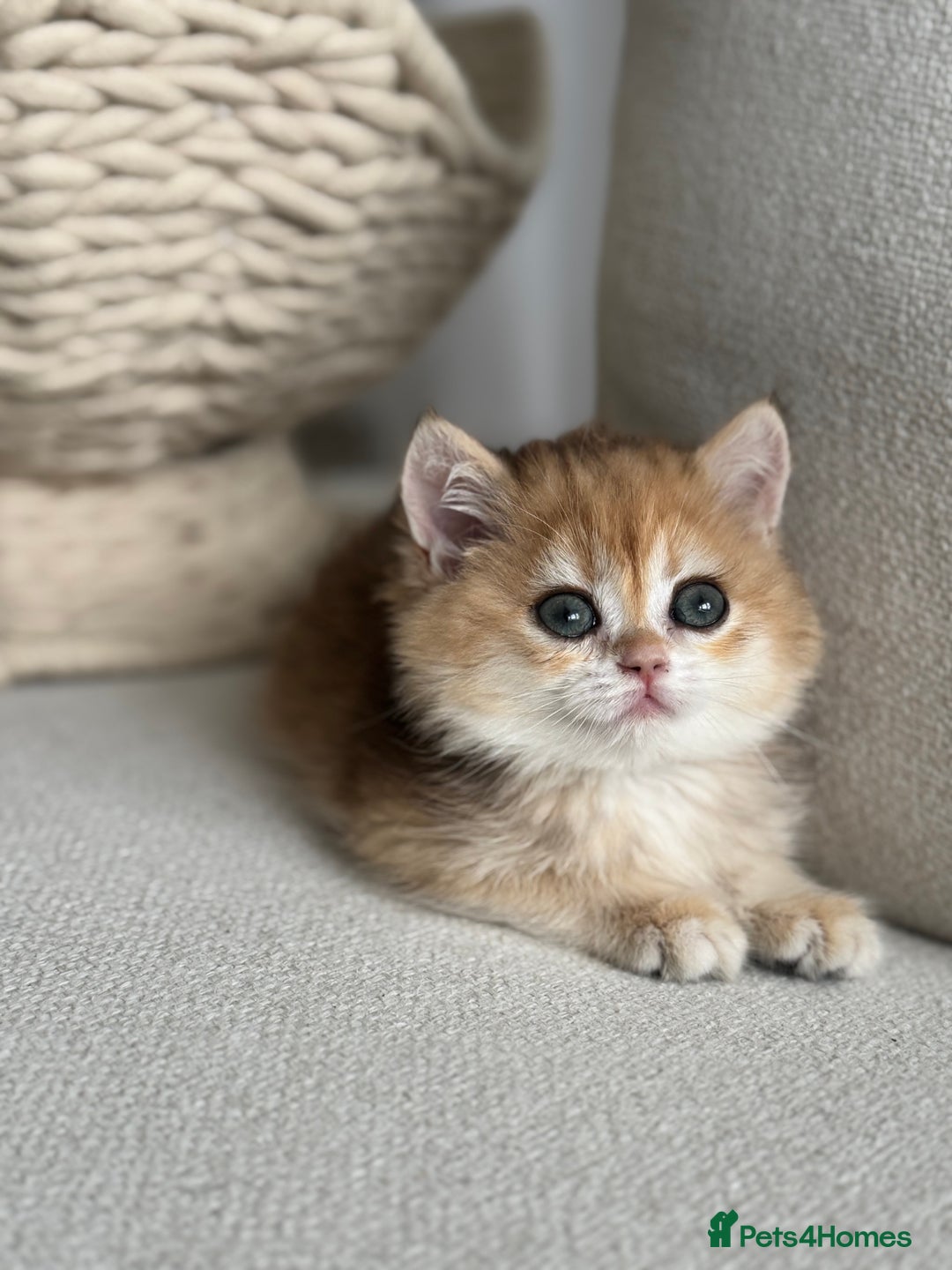 Brazilian Shorthair cats for sale: Golden British Shorthair kittens - Image 25