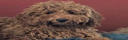 Miniature Poodle dogs for sale: Rehoming due to ill health in Caernarfon - Advert 6