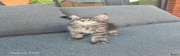 Maine Coon cats for sale: Licensed breeder-maine coon  - Advert 20