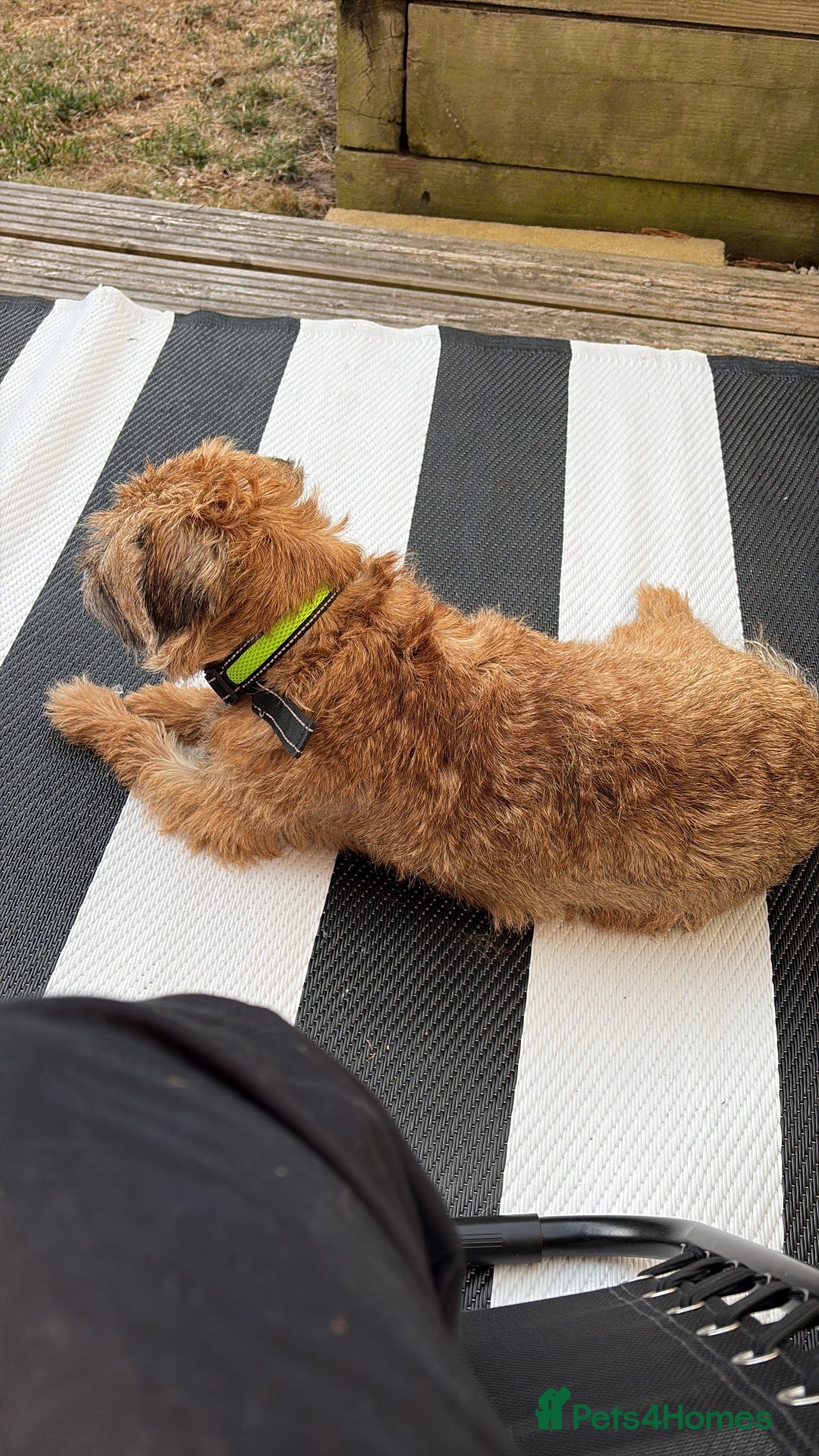 Border Terrier dogs 3.5 year old male Border Terrier - Advert 3