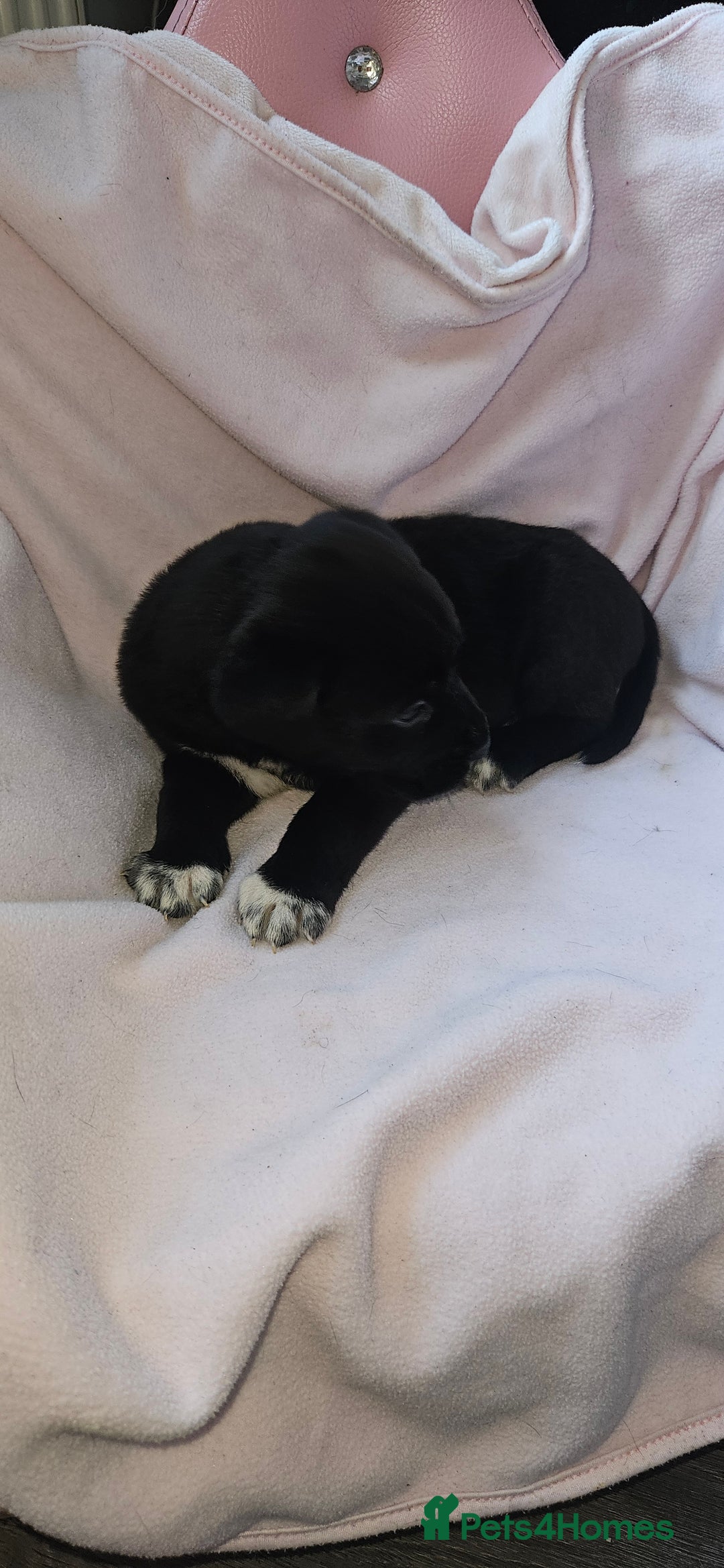 Mixed Breed dogs for sale: Huge American akita x cane corso pups - Advert 3