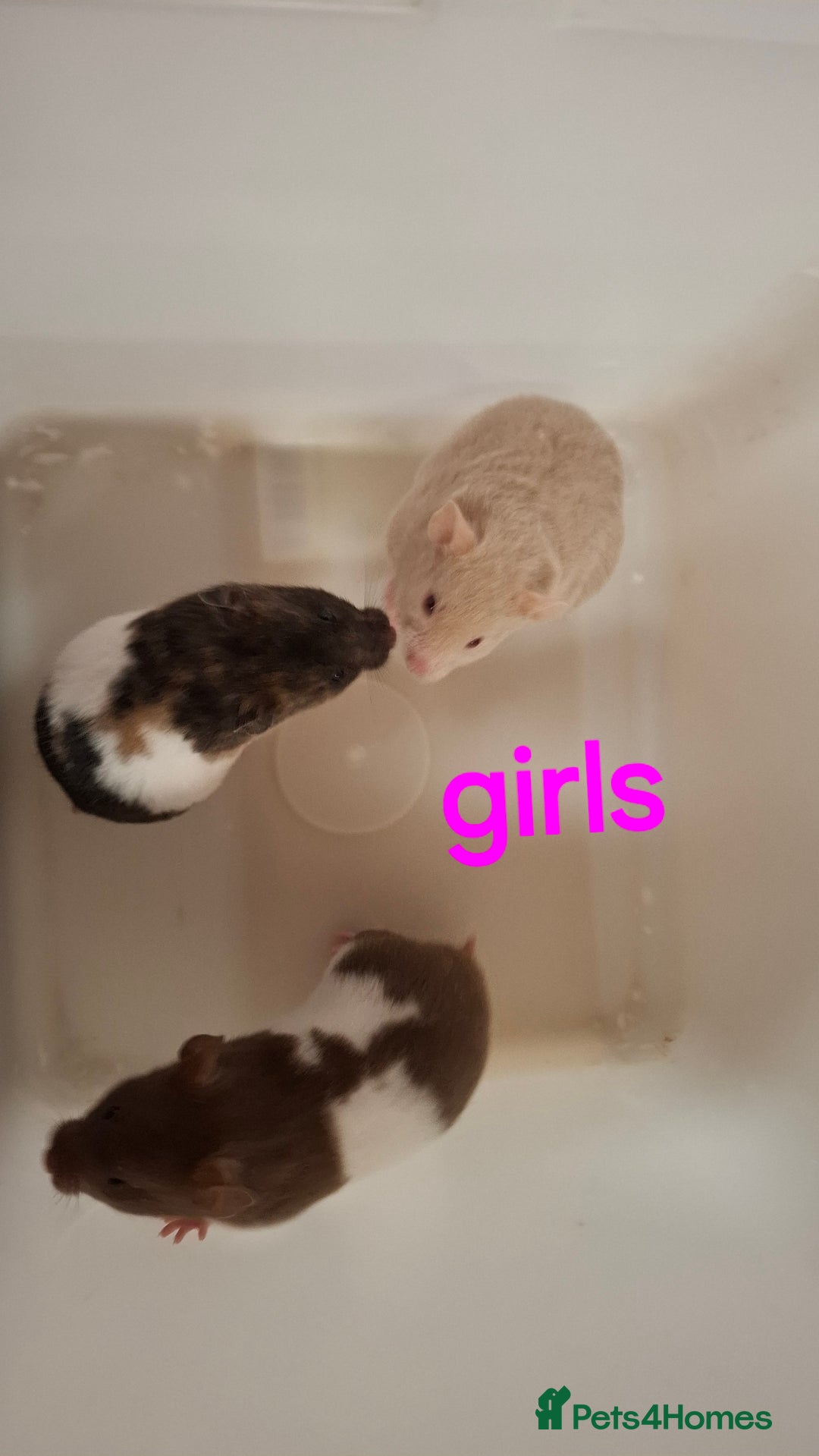 Hamster rodents for sale: Baby Syrian Hamsters - Advert 2
