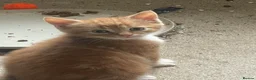 Mixed Breed cats for sale: 3 kittens  in Eastleigh - Advert 4