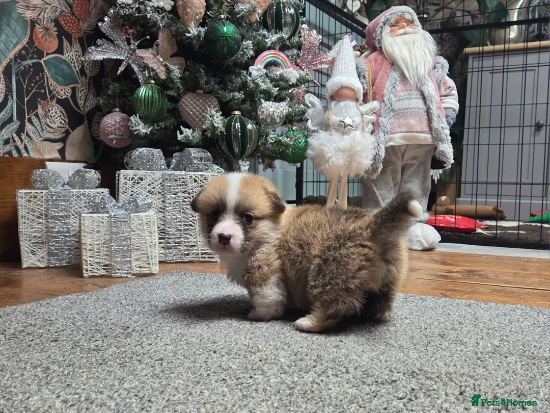 Welsh Corgi Pembroke dogs for sale: Stunning KC Registered Girl Dove Available.  - Advert 26