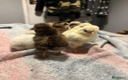 Chickens poultry for sale: 2 silkies and 5 polish chamois frizzle chicks - Image 7