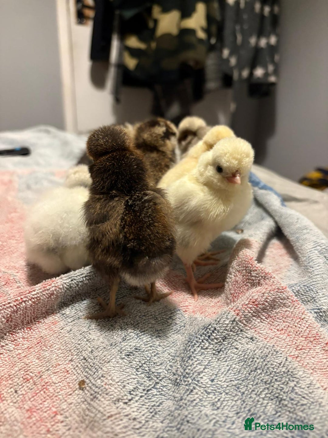 Chickens poultry for sale: 2 silkies and 5 polish chamois frizzle chicks - Image 7