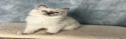 Ragdoll cats for sale: 🩵 READY NOW blue colourpoint ragdoll GIRL 🩵 - Advert 4