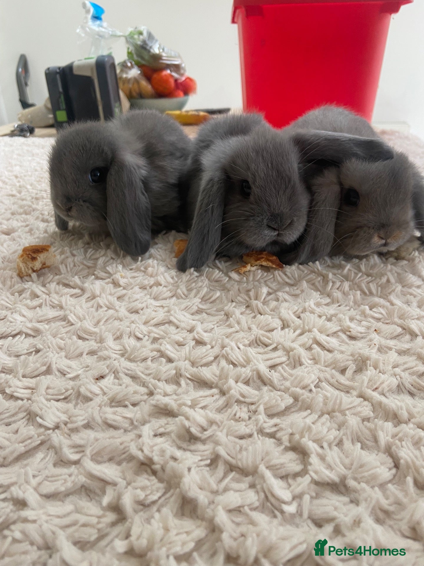 Mini Lop rabbits Pure bred mini lops  - Advert 1