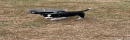 Border Collie dogs for sale: Kevin Smith in Lincoln - Advert 26