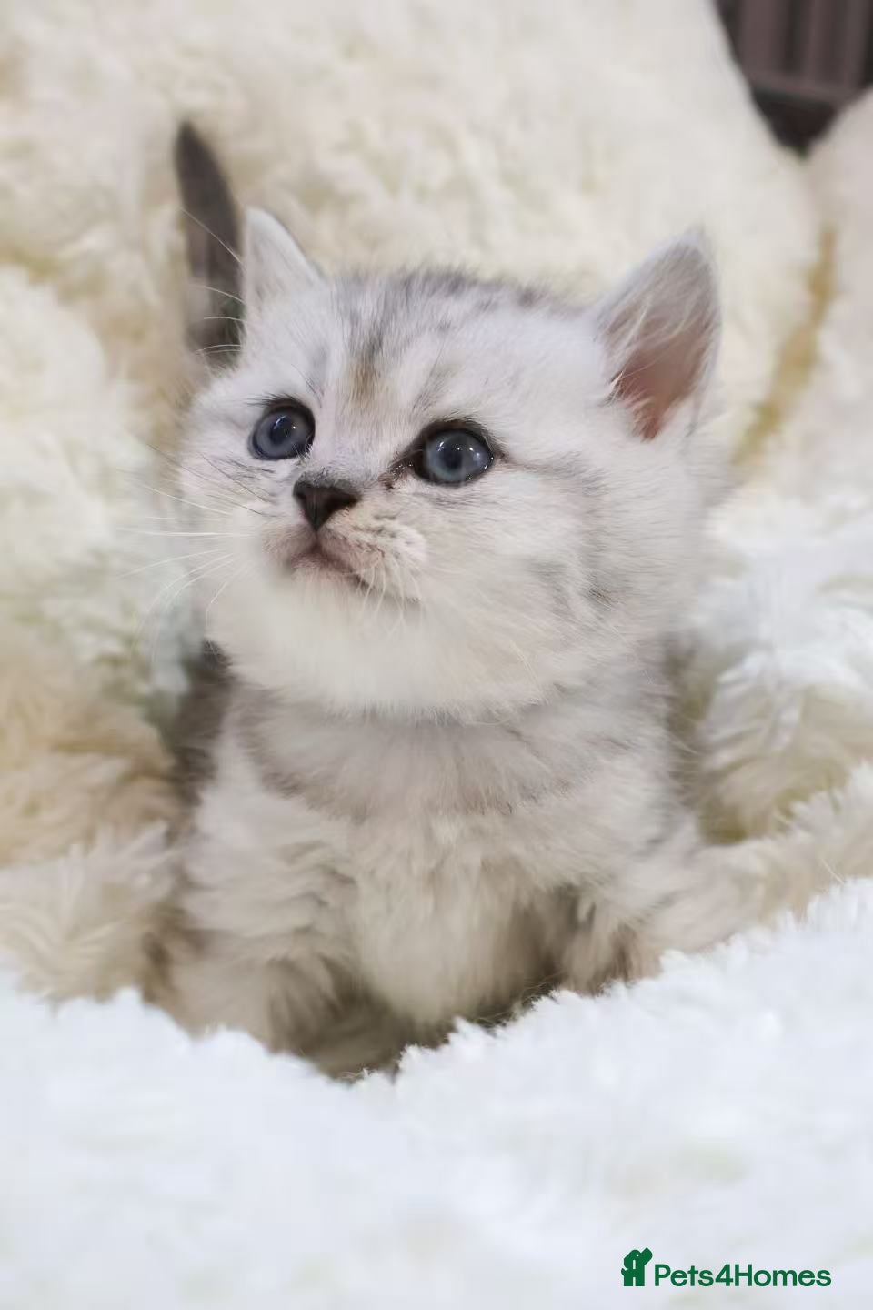 British Shorthair cats  Pedigree British shorthair with tica registered  - Advert 2