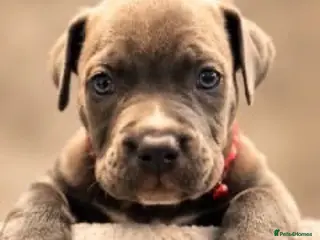 American Bully dogs ABKC REGISTERED POCKET BULLYS - Advert 1
