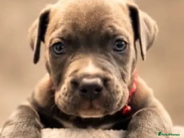 American Bully dogs ABKC REGISTERED POCKET BULLYS - Advert 1