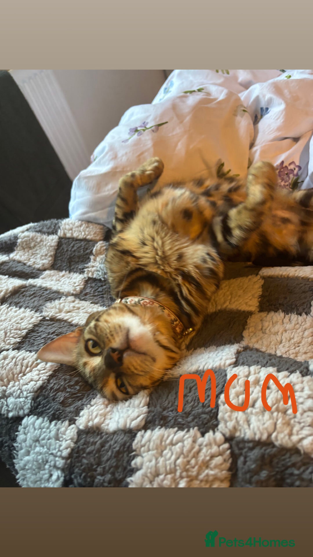 Bengal cats for sale: Half Bengal Kittens - Image 8