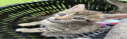 Bengal cats for sale: Bengal / British shorthair  - Advert 2