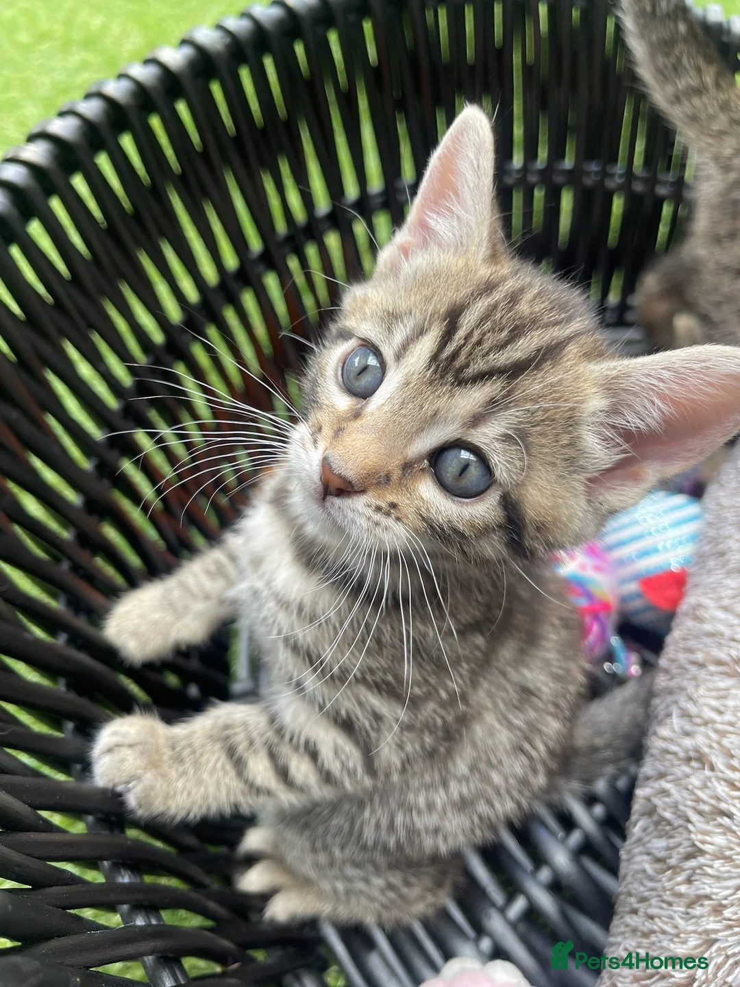 Bengal cats for sale: Bengal / British shorthair  - Advert 2