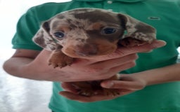 Dachshund dogs for sale: Dashhound puppies  - Image 8