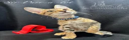 Savannah cats for sale: 2 and 3 months old. Tica Regist. Savannahs - Advert 24