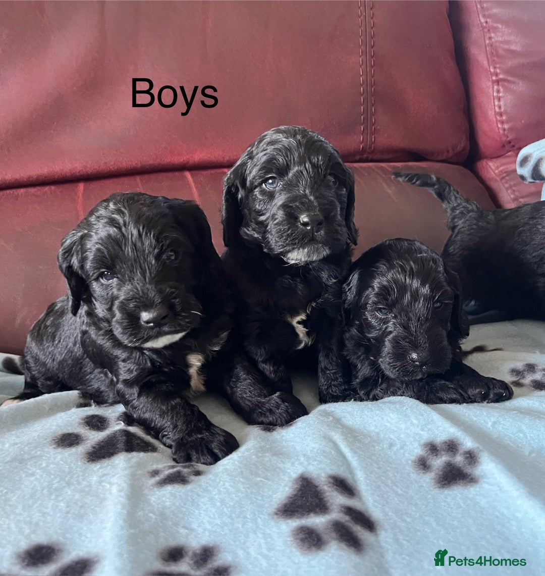 Cockapoo dogs for sale: Stunning litter of F1 Cockapoos - Image 4